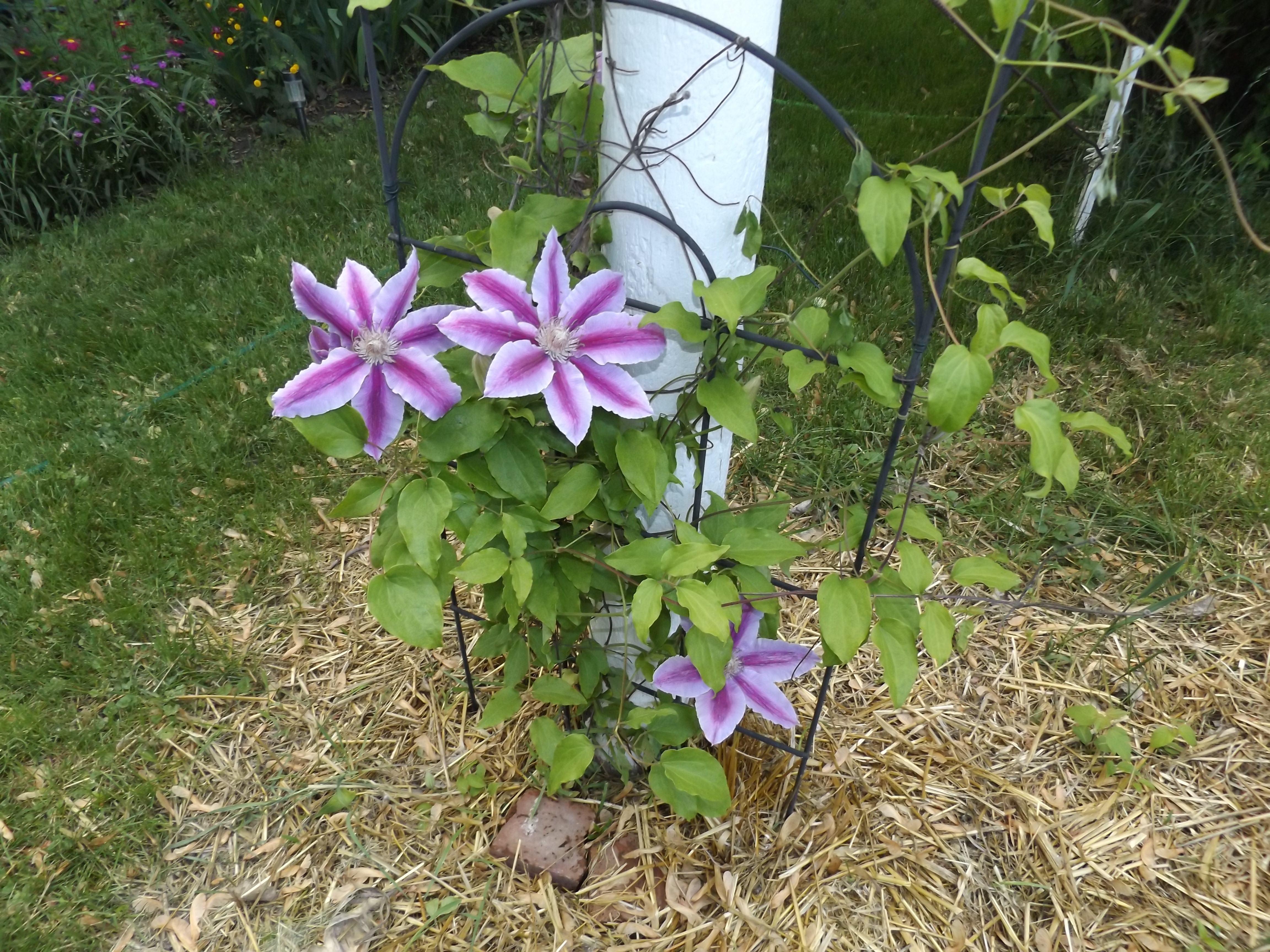 My clematis blooming June 1st. I will plant the four o'clocks in a circle. Stay tuned for some beautiful flowers in late July!